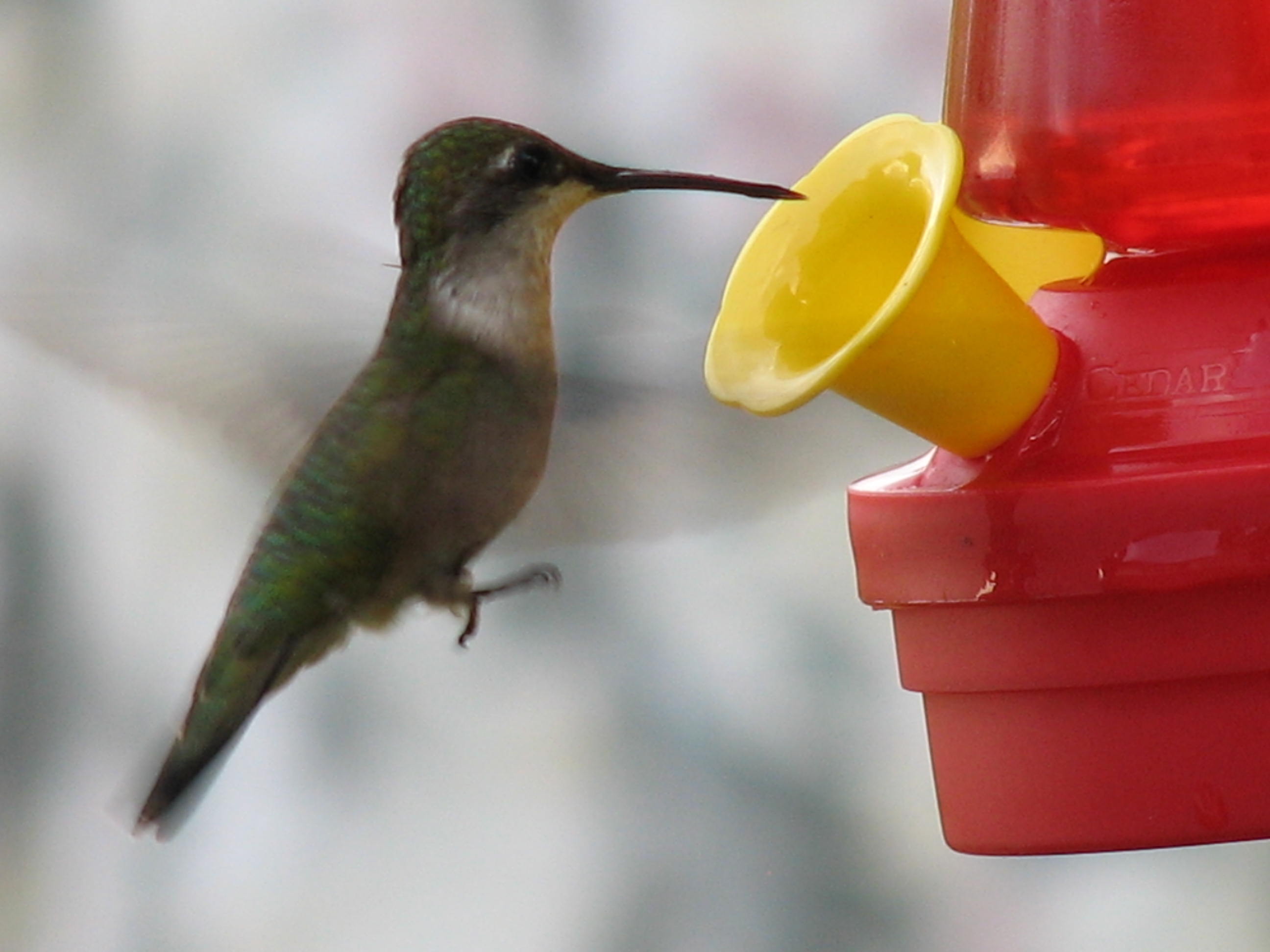 Busy hummingbird need energy