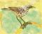 bird on branch 2