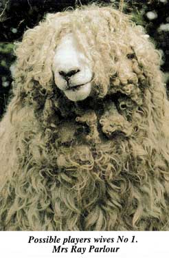 sheep.jpg