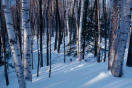 The Carlisle Wood