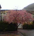 sakura