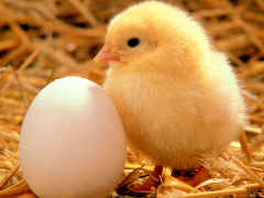 like the pic
