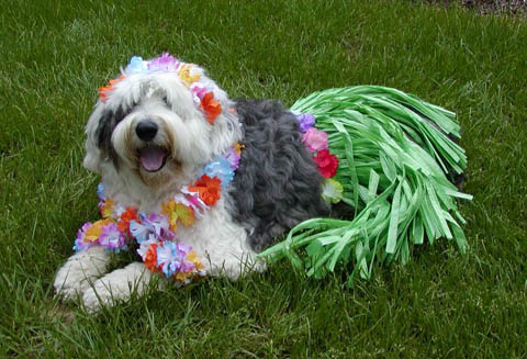 Pasha in luau gear