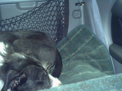 Dudley in the car.