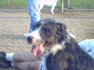I'm hanging out at the dog park!
