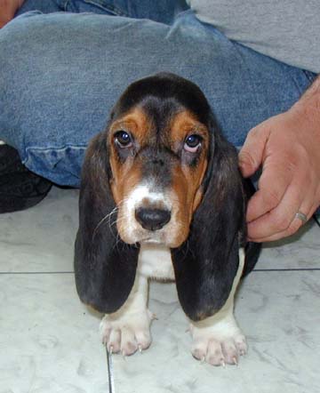 Daisy at 3 months.