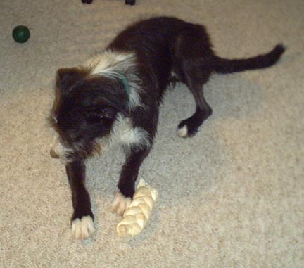 I like to chew my bone-bones.