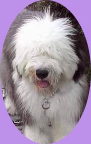 Miss Muffin is the most beautiful girlie dog in the world!