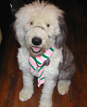This is Miss Muffin wearing the scarf I sent her for Christmas.
