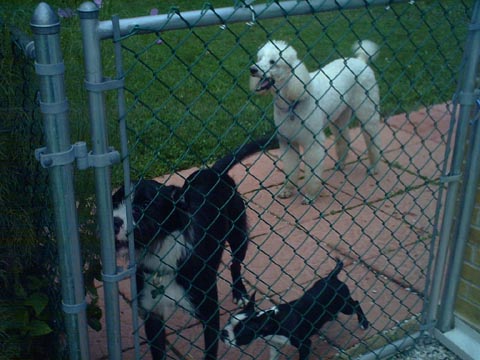 She used to sneak up on me and sniff.