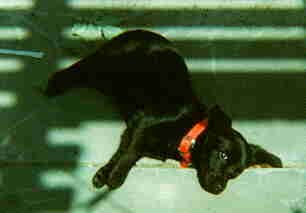 ebony photo