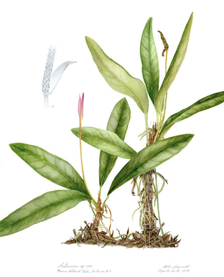 Anthurium