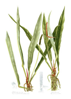 Anthurium quilhado
