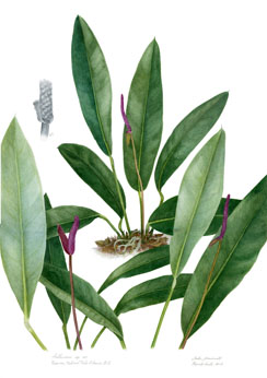 Anthurium