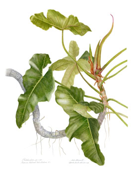 Philodendron