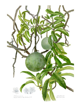 Salacia