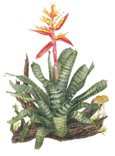 Aechmea chantinii