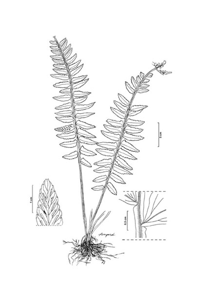 Asplenium alatum