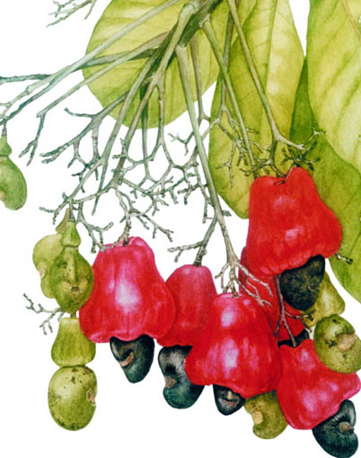 Anacardium giganteum frutos