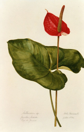 Anthurium