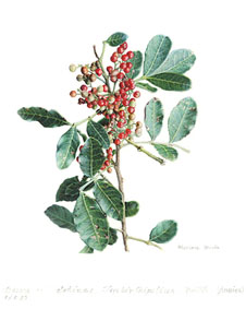 Shincs terebinthipolius