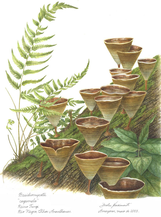 Basidiomycota
