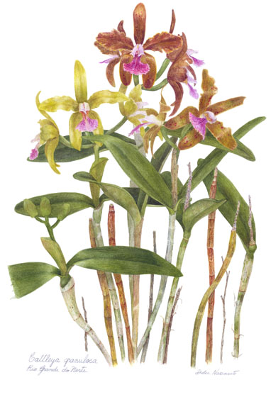 Cattleya granulosa