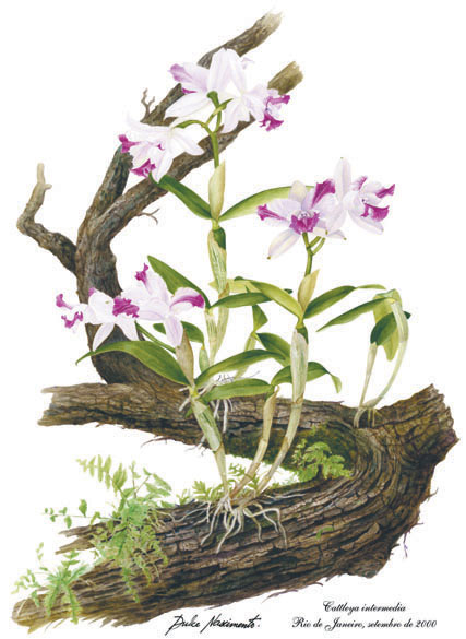 Cattleya