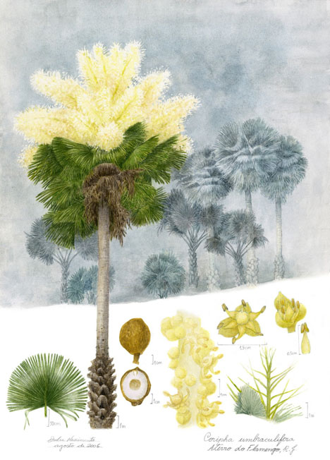 Coripha umbraculifera