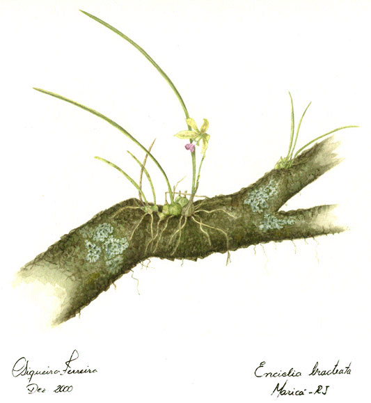 Enciclia bracteata