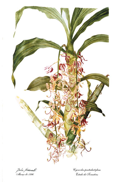 Cycnoches