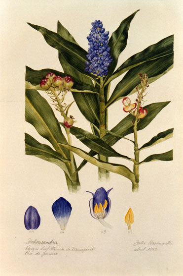 Dichorisandra