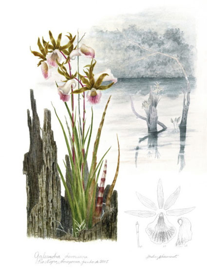 Galeandra devoniana