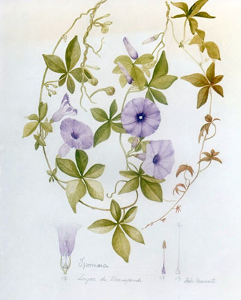 Ipomoea cairica