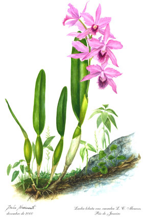 Laelia lobata
