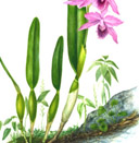 Laelia lobata