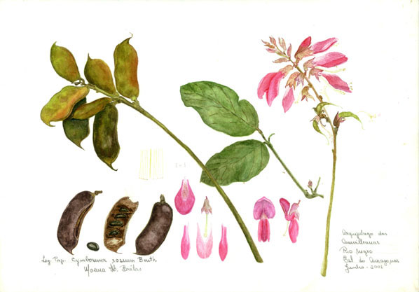 Cymbosema roseum Beuth