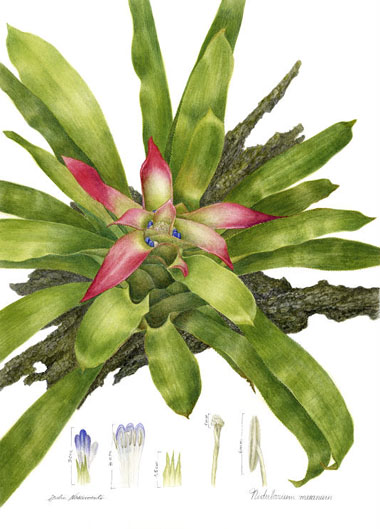 Nidularium meeanum