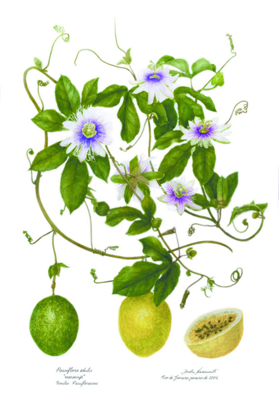 Passiflora edulis