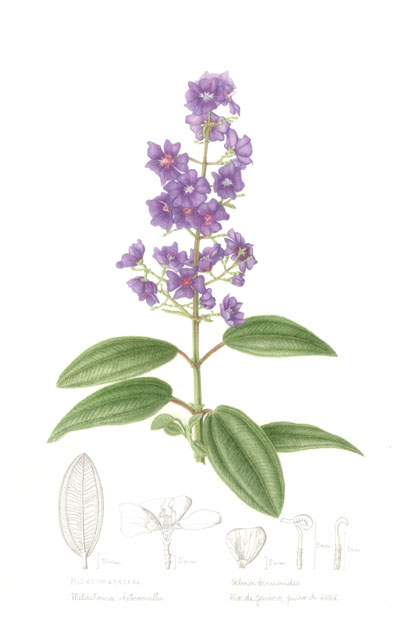 Tibouchina multiflora