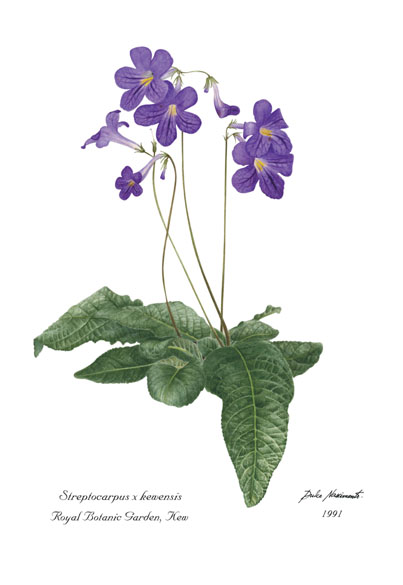 Streptocarpus