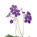 Streptocarpus X kewensis