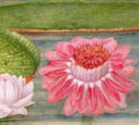 Victoria amazonica
