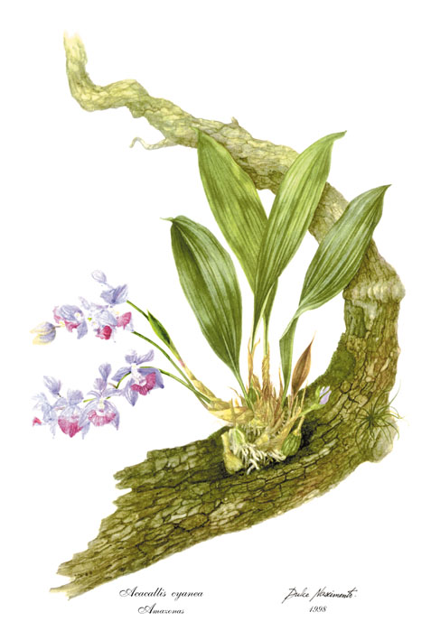Acacallis cyanea