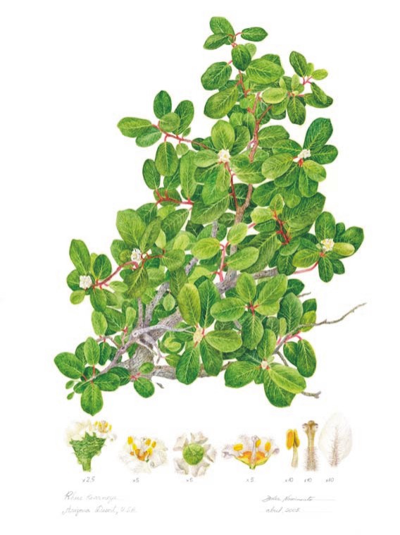 Rhus kearneyi