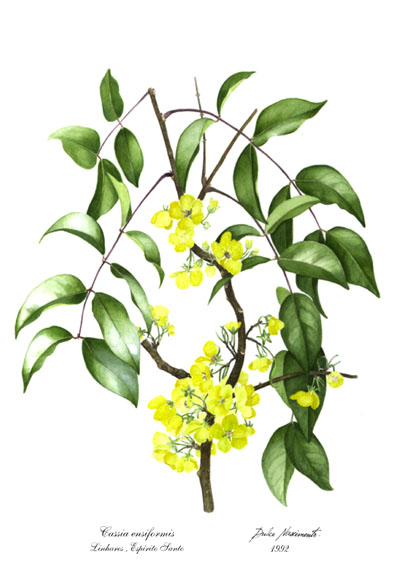 Chamaecrista