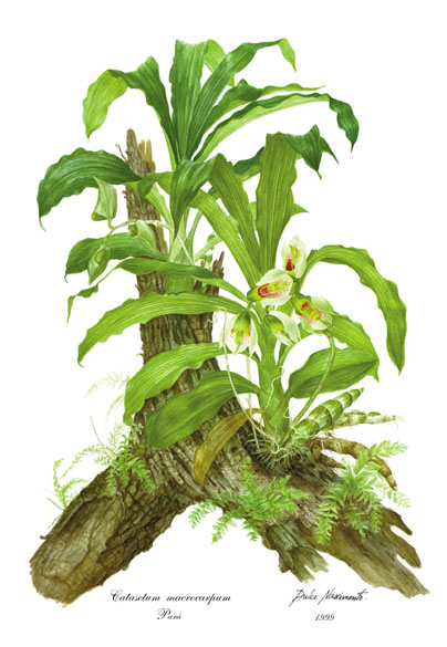 Catasetum macrocarpum