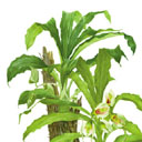Catasetum macrocarpum