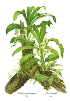 Catasetum macrocarpum