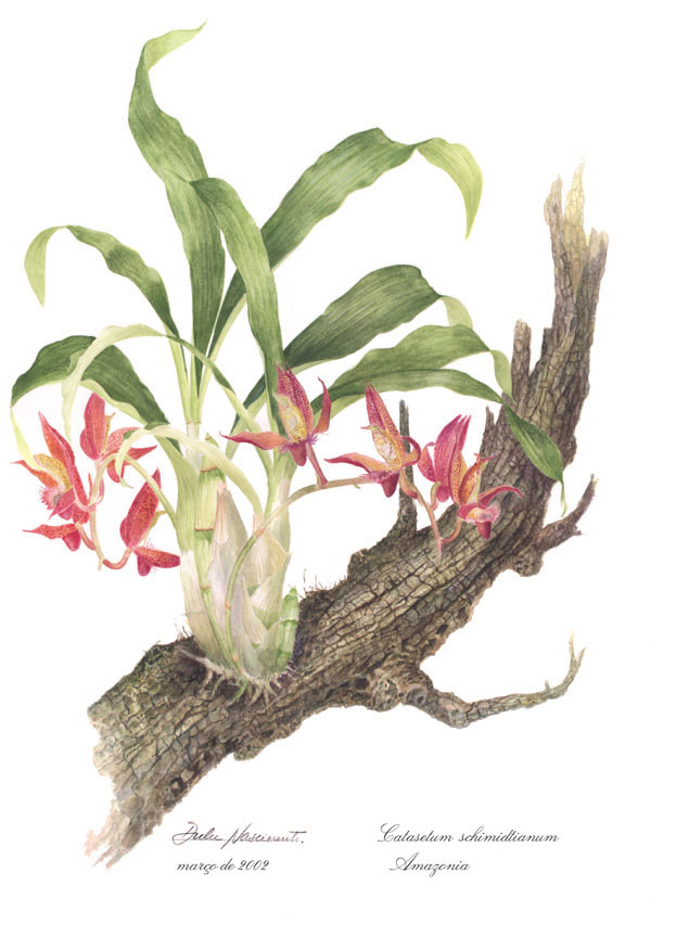 Catasetum schimidtianum